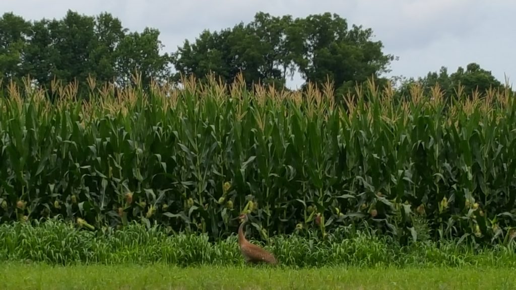 Sandhill crane along a corn field