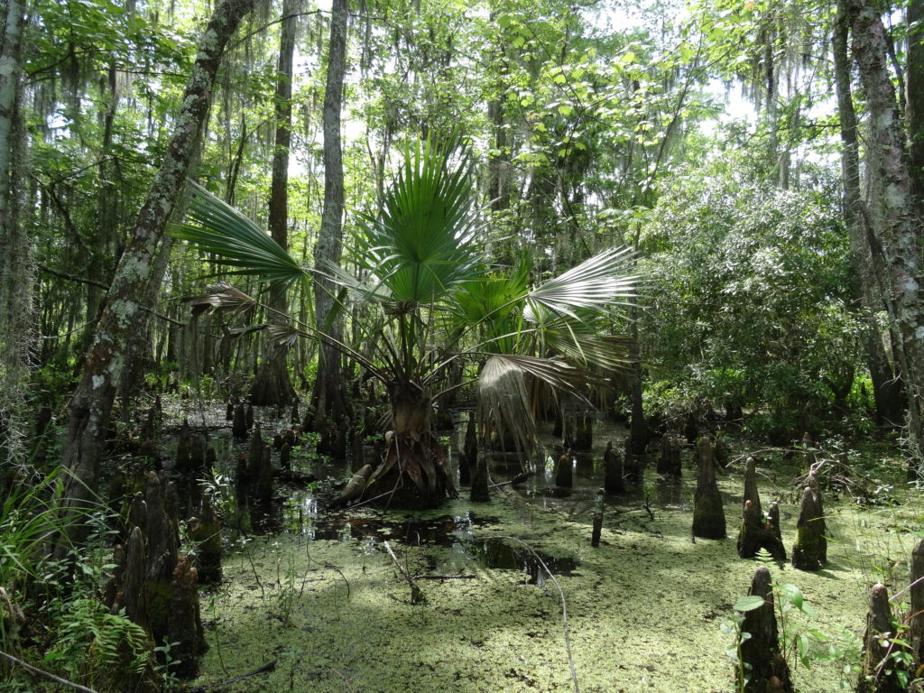 Barataria Preserve, Jean Lafitte National Historical Park and Preserve