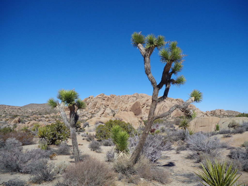 Joshua Tree National Park