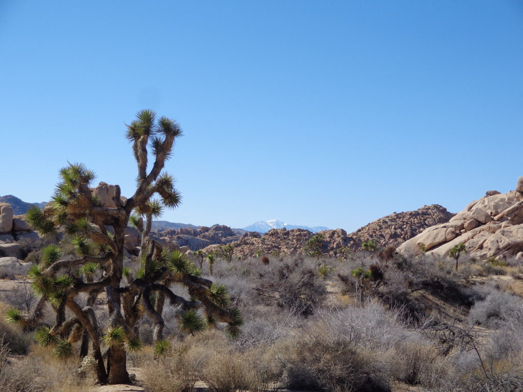 Joshua Tree National Park