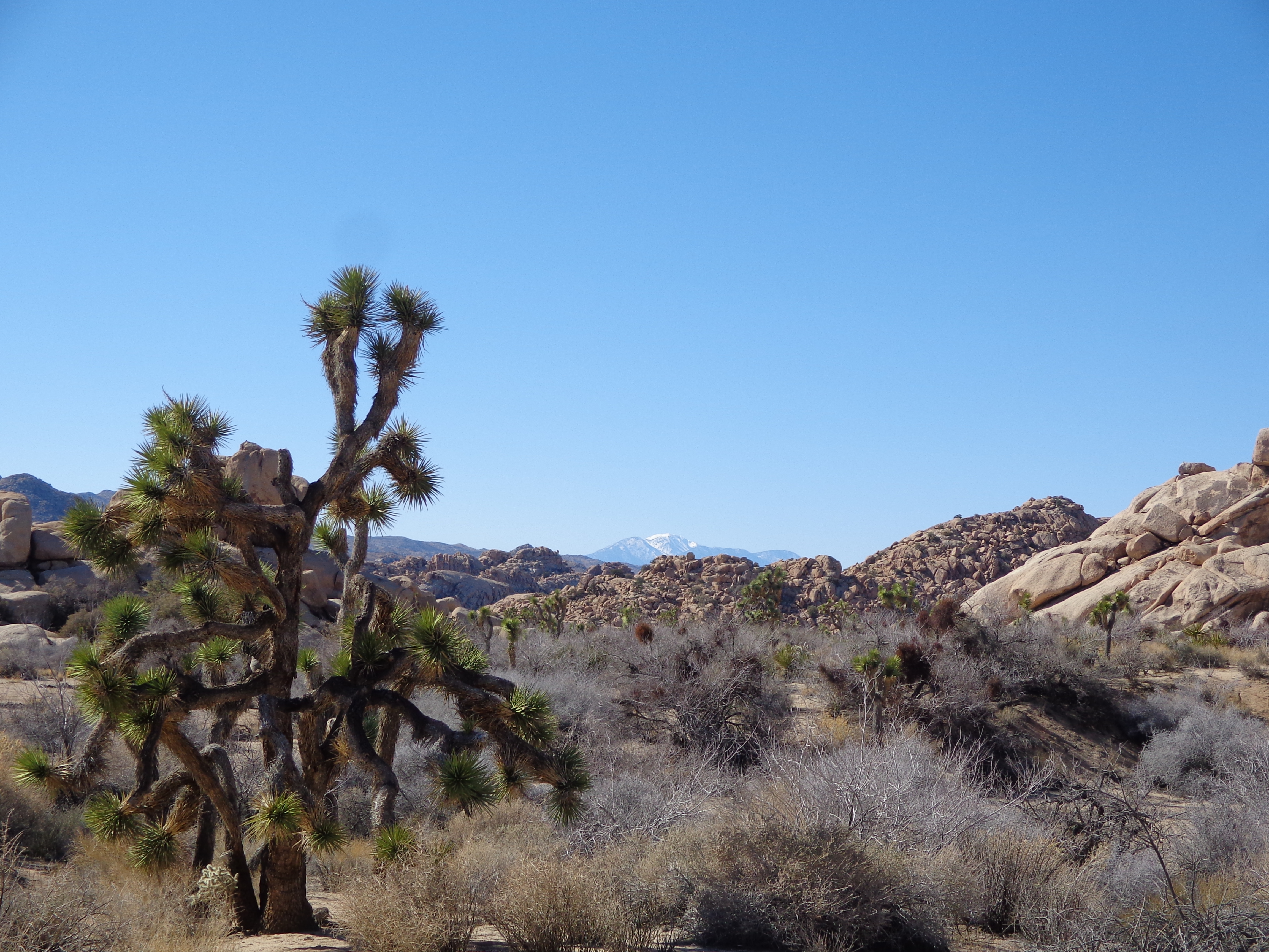 Joshua Tree National Park