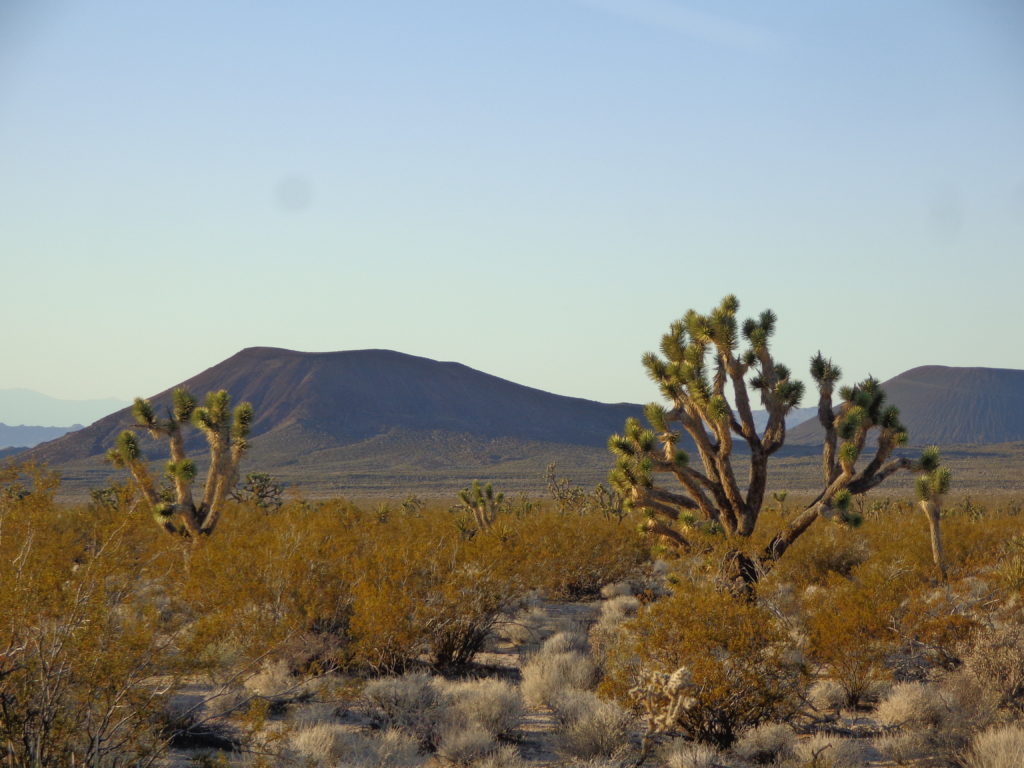 Joshua Trees, Mojave National Preserve