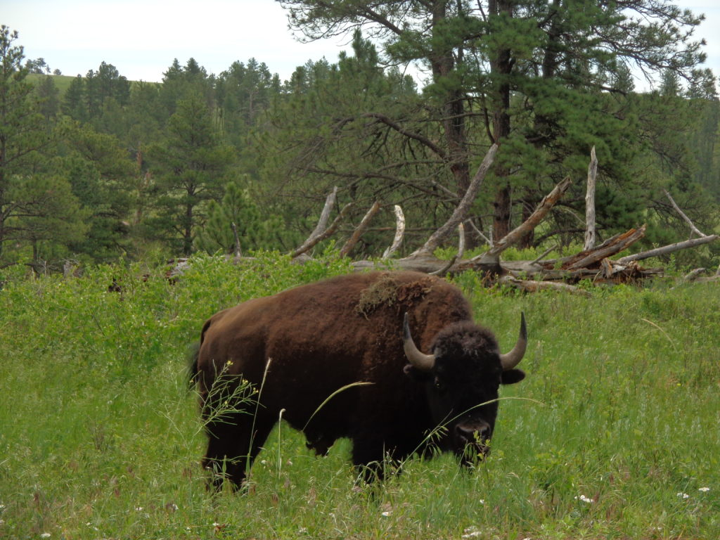 A bison at Wind Cave National Park