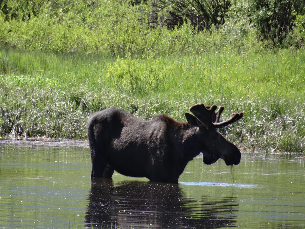 A moose