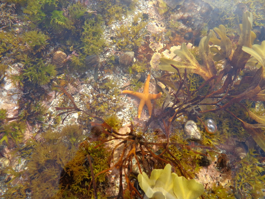 Sea star at a tide pool at Wonderland, Acadia National Park