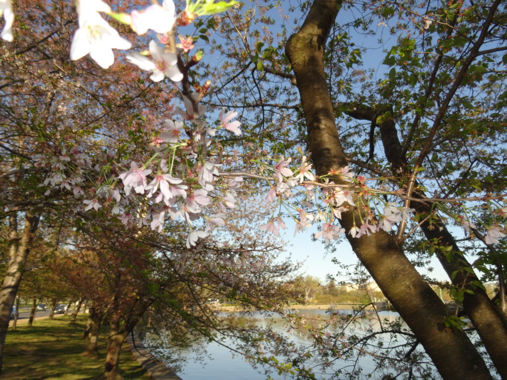 Cherry trees in bloom at the Tidal Basin