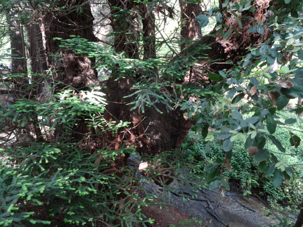 Coast redwoods