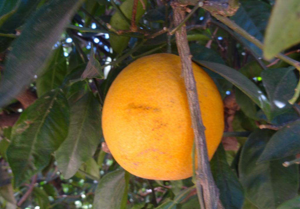 A California orange