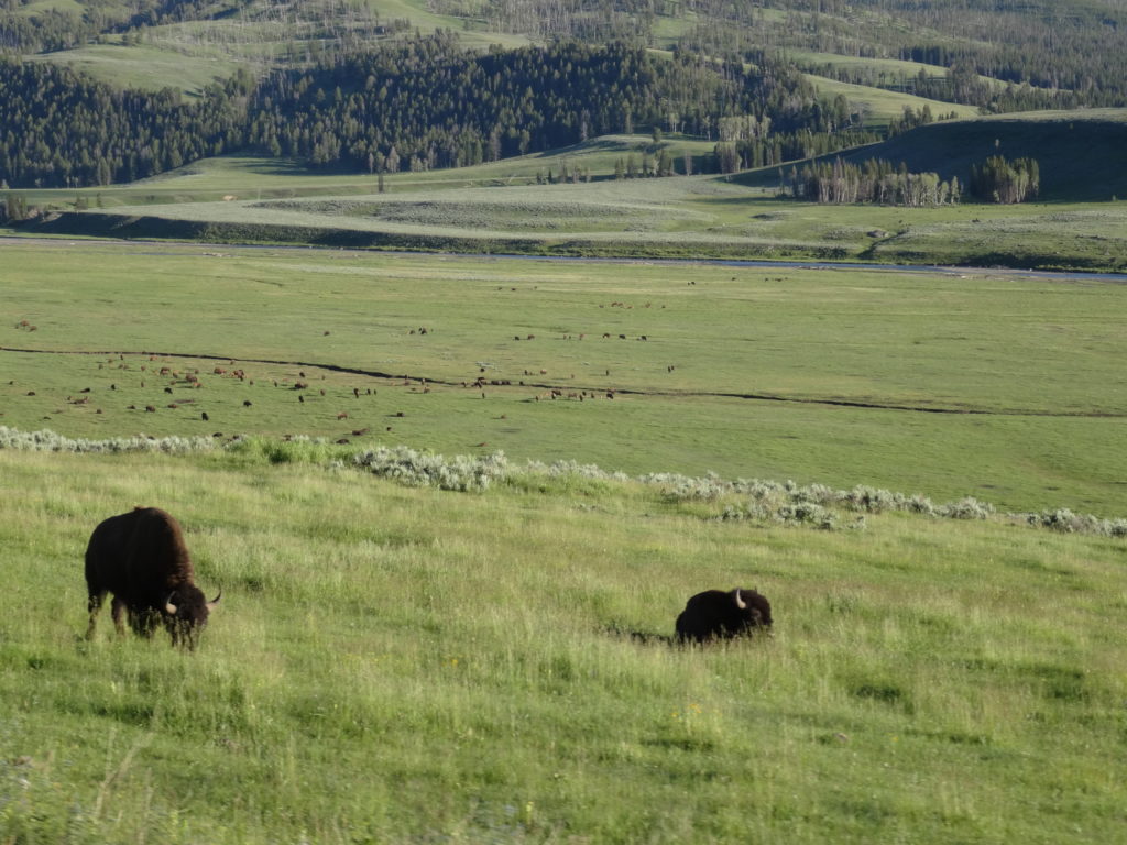 Lamar Valley