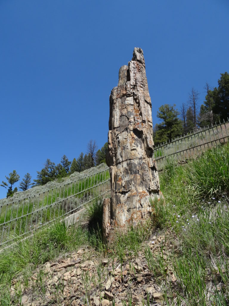 Petrified Tree