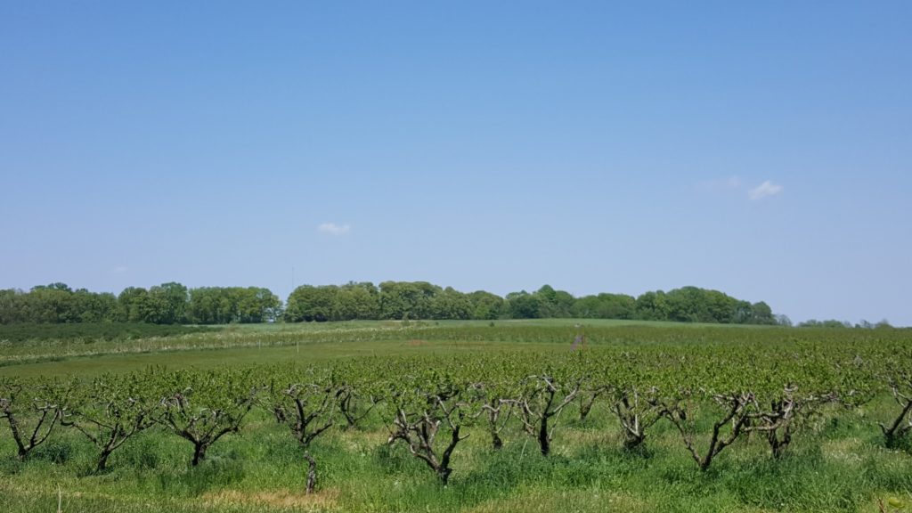 A countryside vineyard in northern Berrien County, Michigan