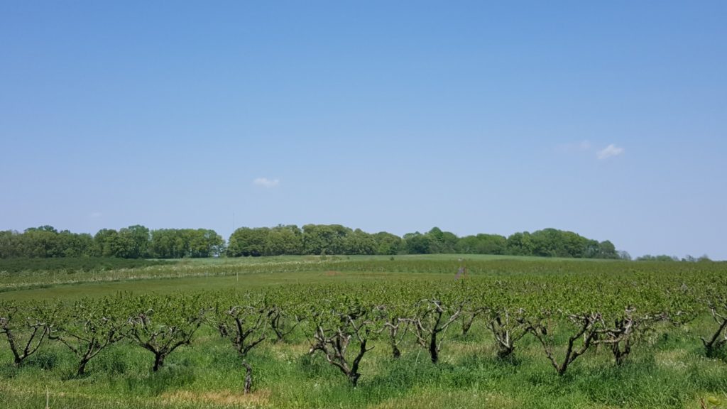 Coloma's countryside vineyards