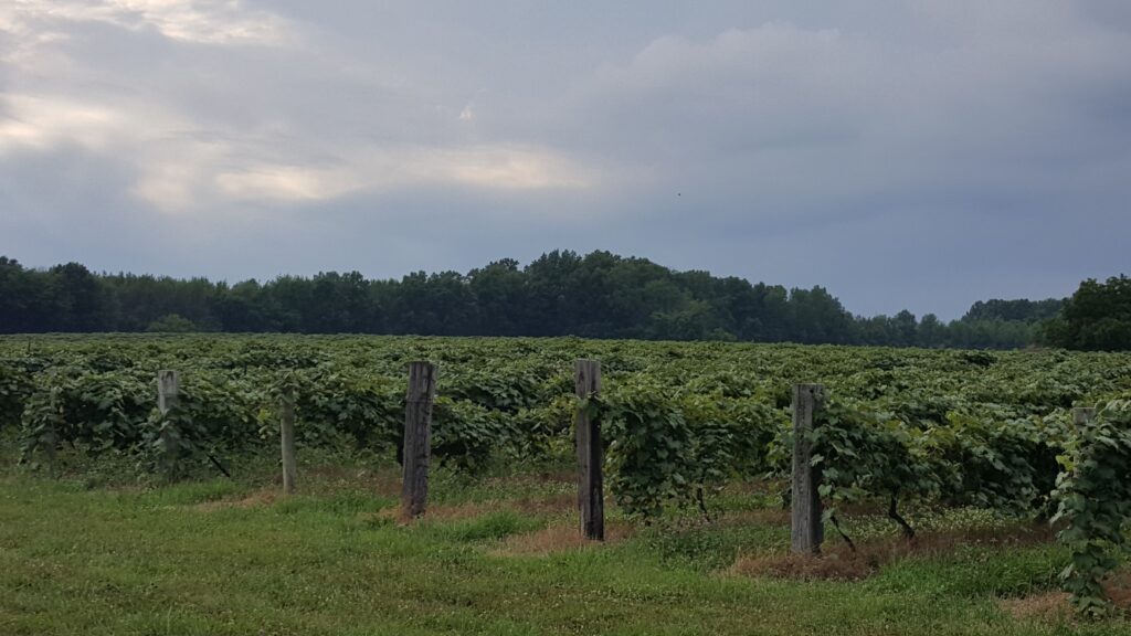 Countryside vineyard