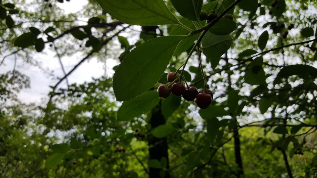 Cranberries, Grand Mere State Park