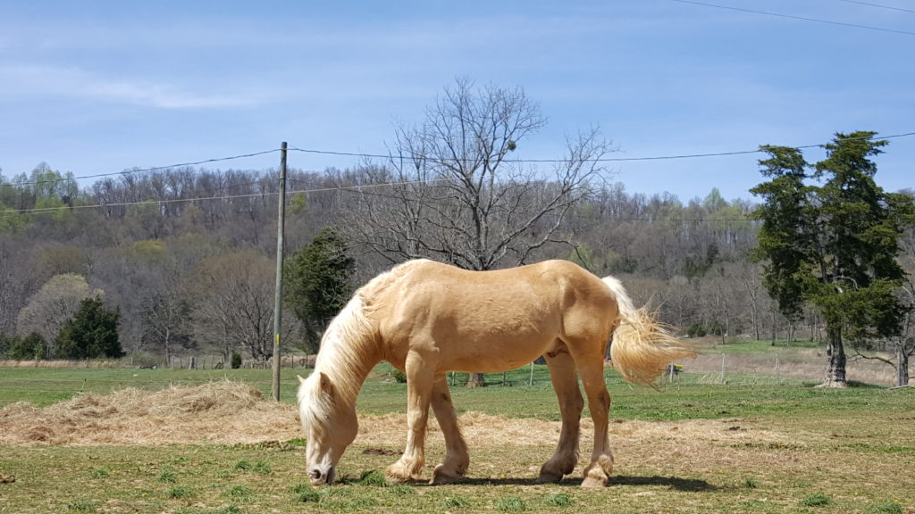 Horse in Kentucky