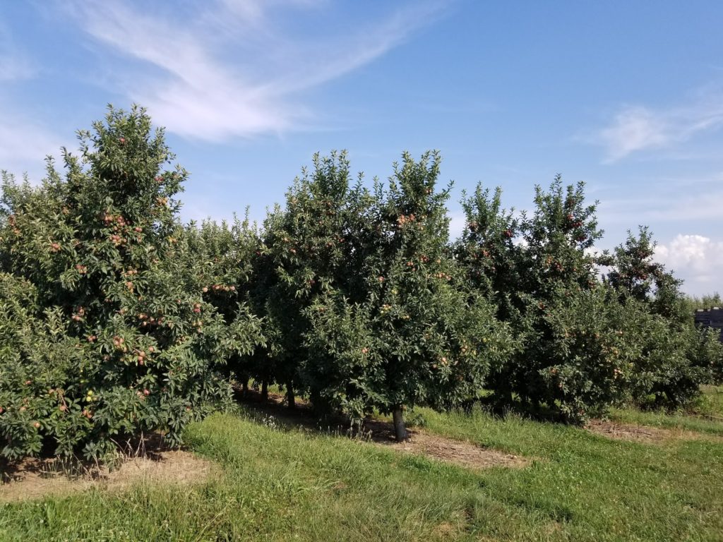 Countryside orchard, Berrien Township