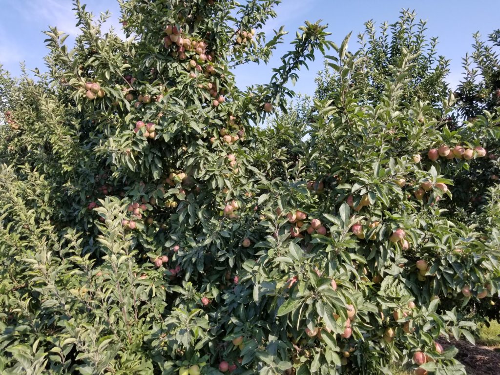 Countryside orchard