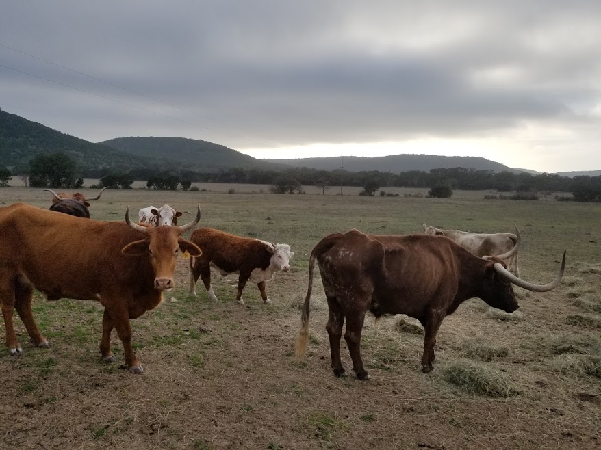 Texas Longhorn (right) in Bandera