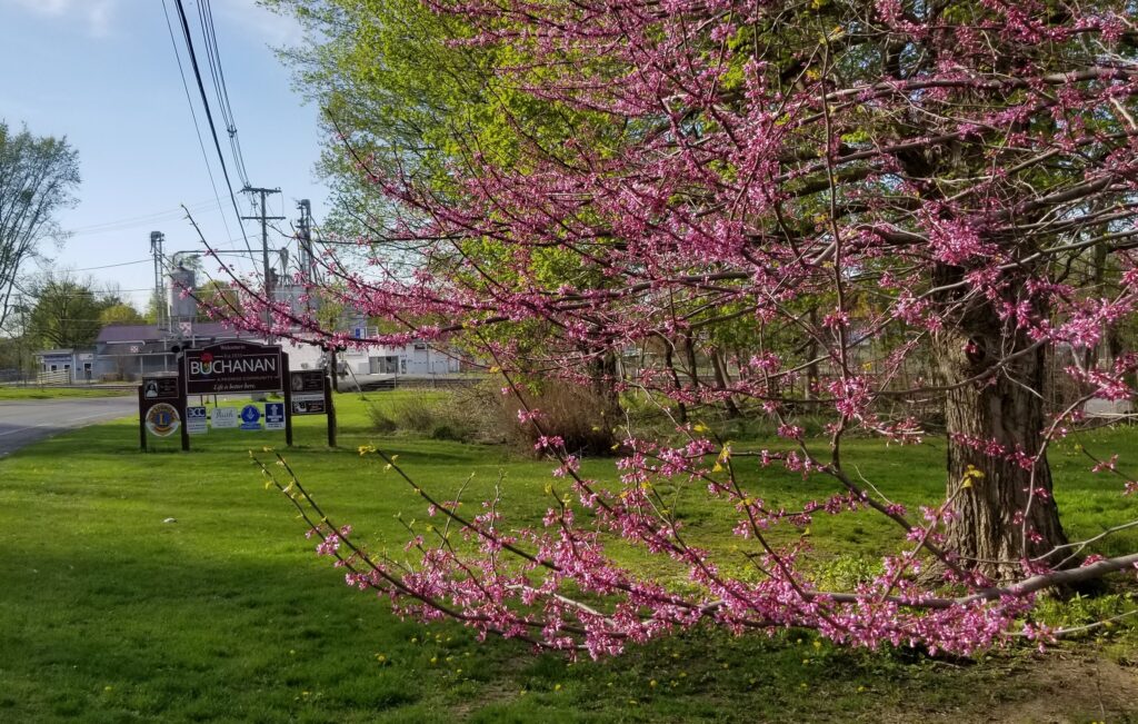 Eastern Redbud Trees