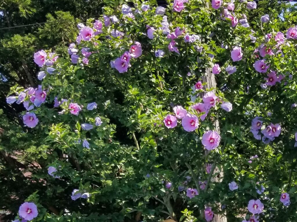 Rose of Sharon