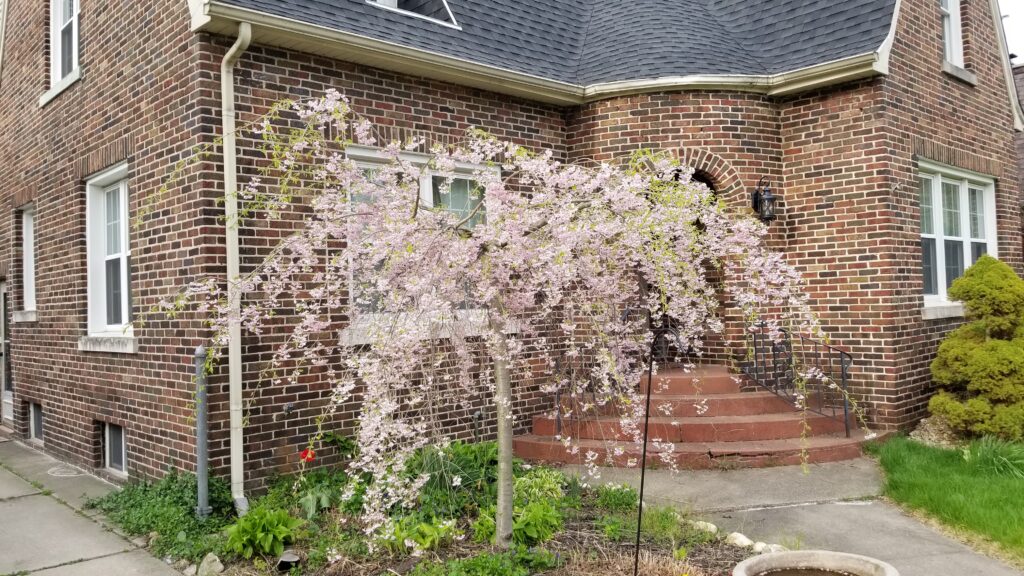 An ornamental Japanese cherry tree