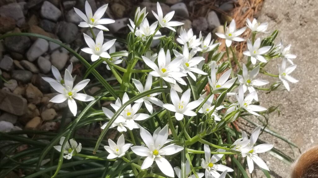 Star of Bethlehem