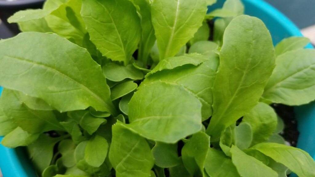 Tendergreen Spinach Mustard