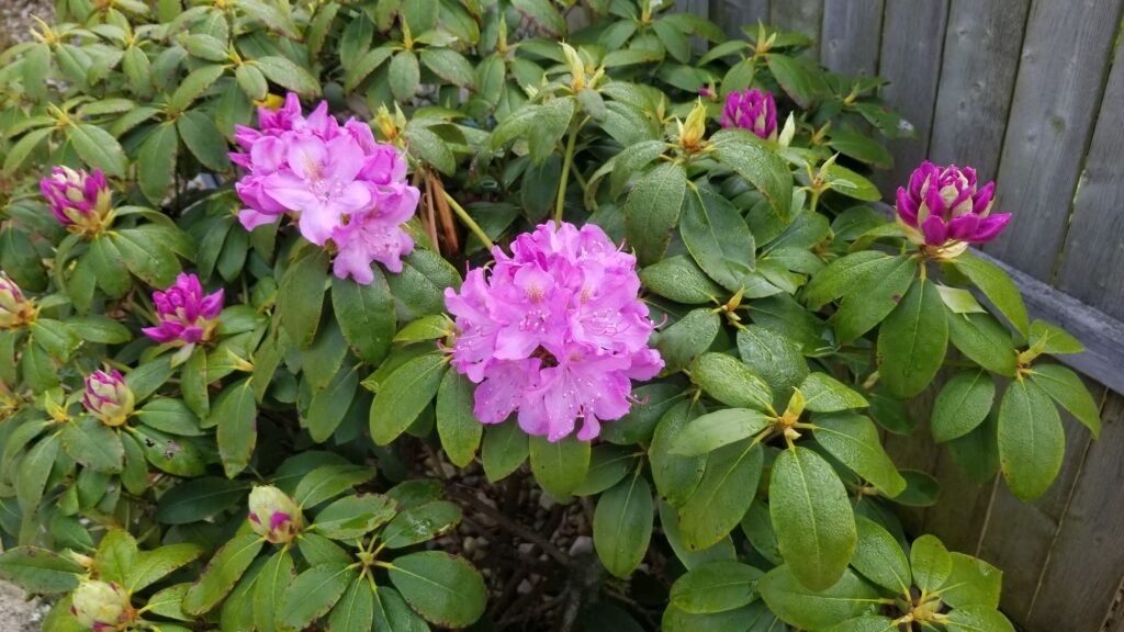 Rhododendron