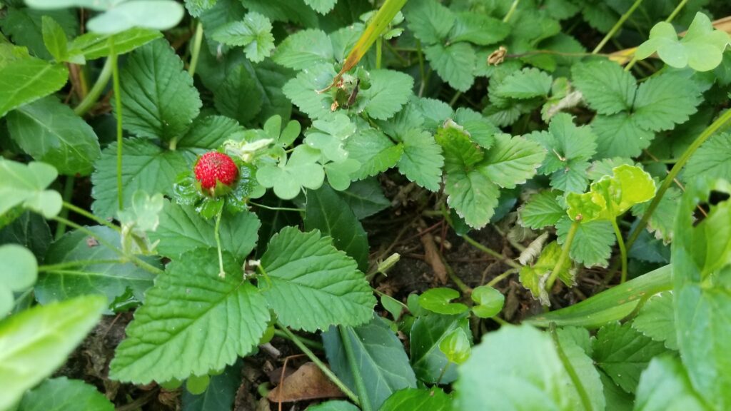 Wild strawberry