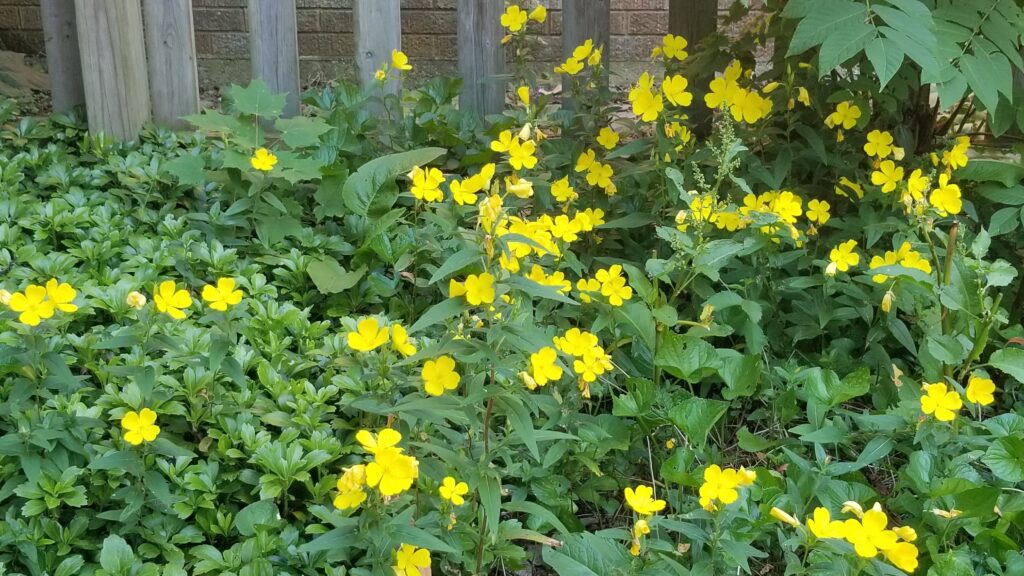 Common Evening Primrose