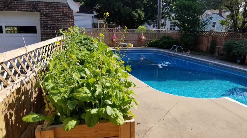 Backyard pool