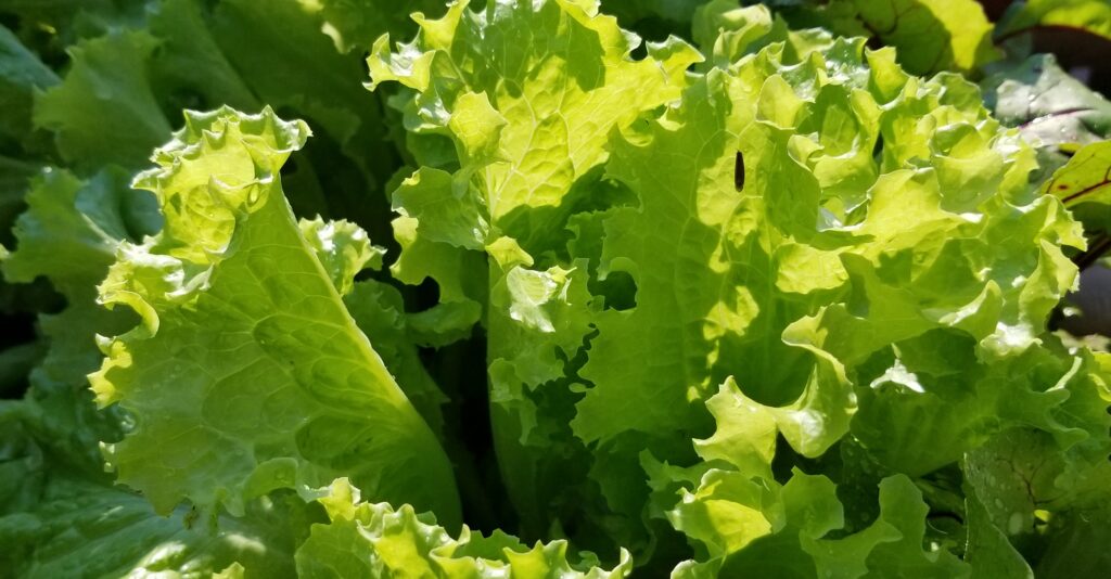 Black Seeded Simpson leaf lettuce