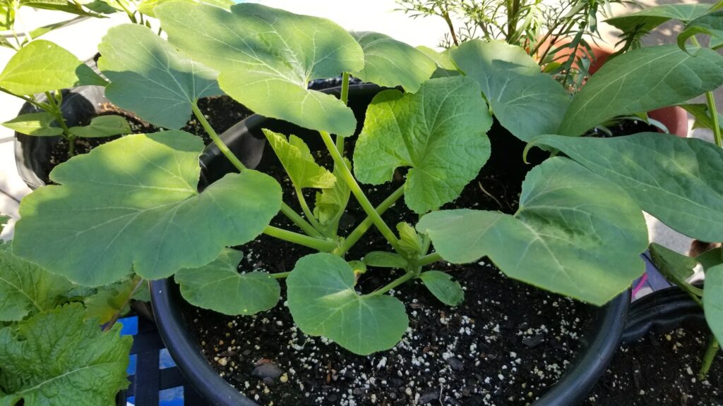 Acorn squash