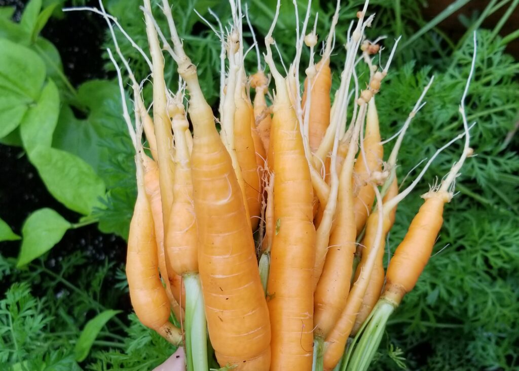 Scarlet Nantes carrots