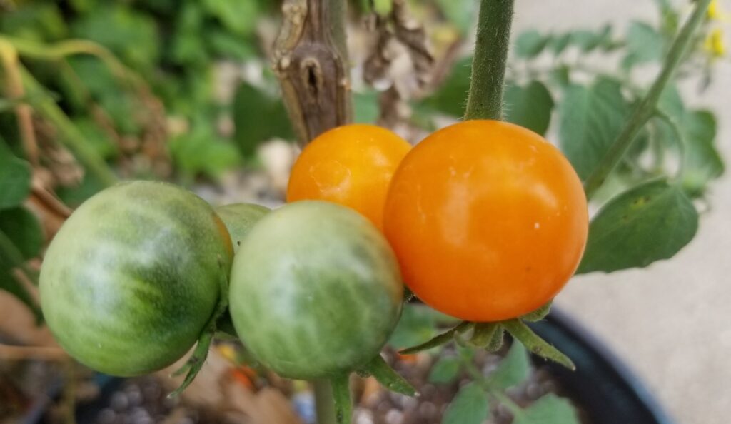 Sungold cherry tomatoes