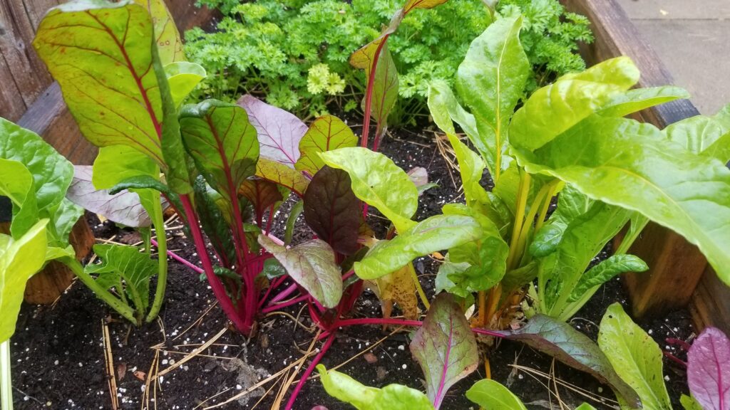 Rainbow Swiss Chard