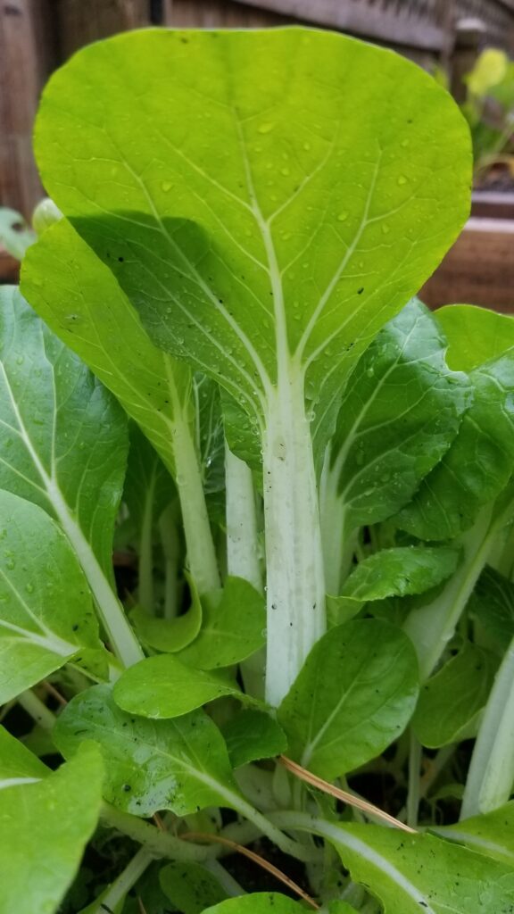 Pak Choi