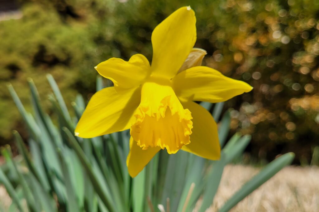 Daffodil (Narcissus)