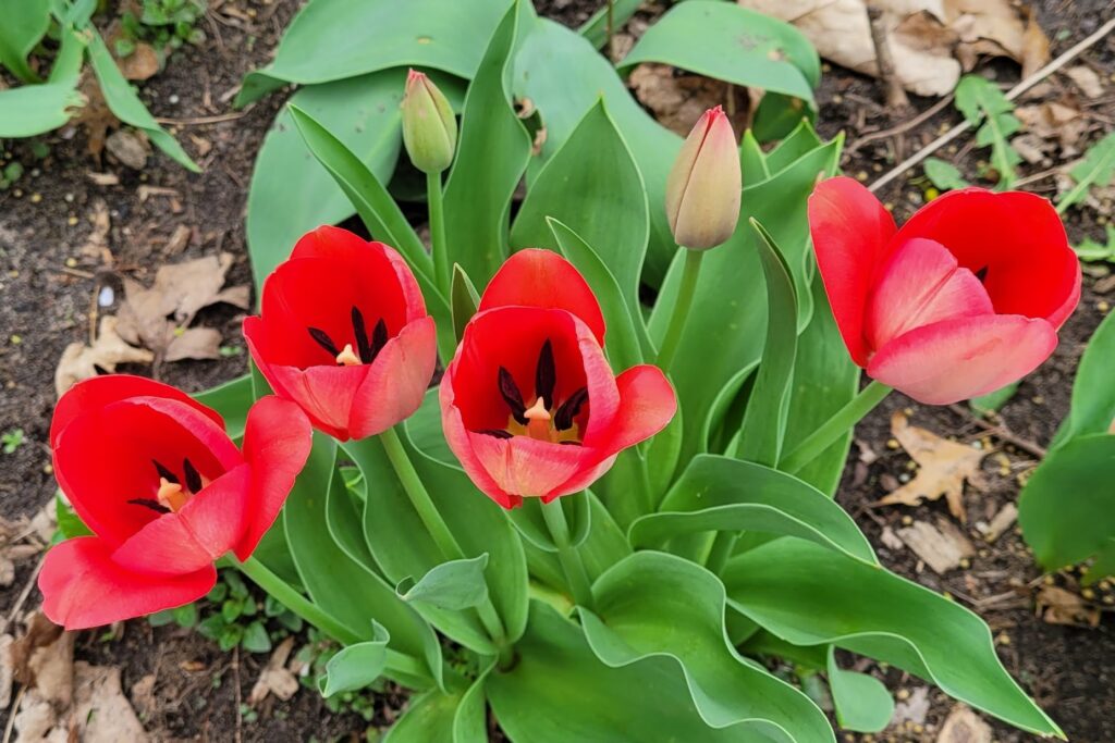 Tulip (Tulipa)