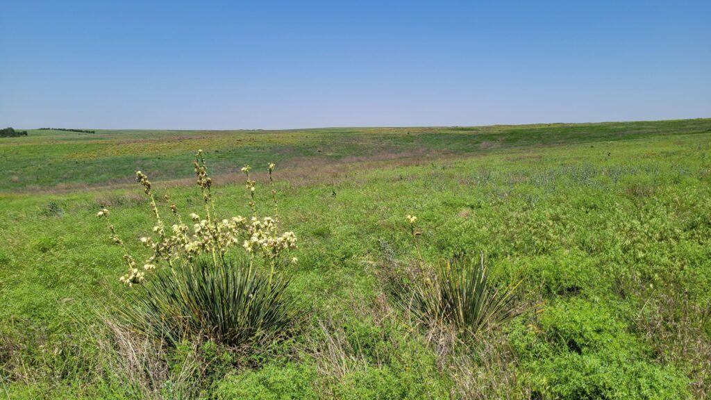 Santa Fe Trail Shortgrass Prairie