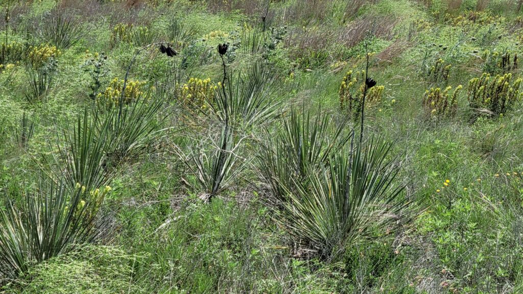 Santa Fe Trail Shortgrass Prairie