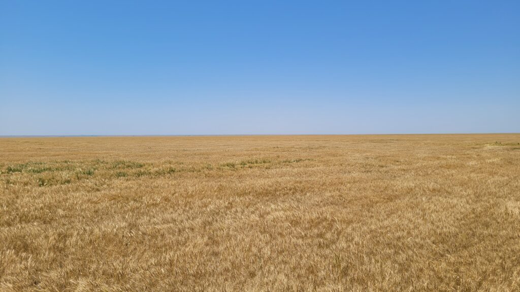 A wheat field of Kansas