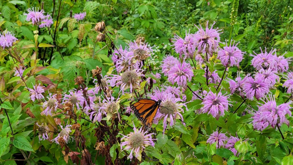 Loda Lake Wildflower Sanctuary