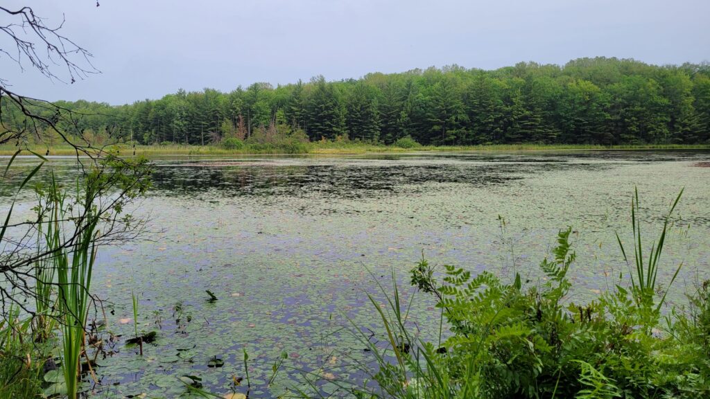 Loda Lake Wildflower Sanctuary