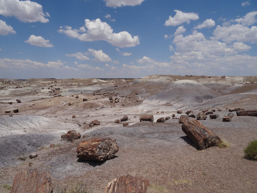 Petrified Forest National Park