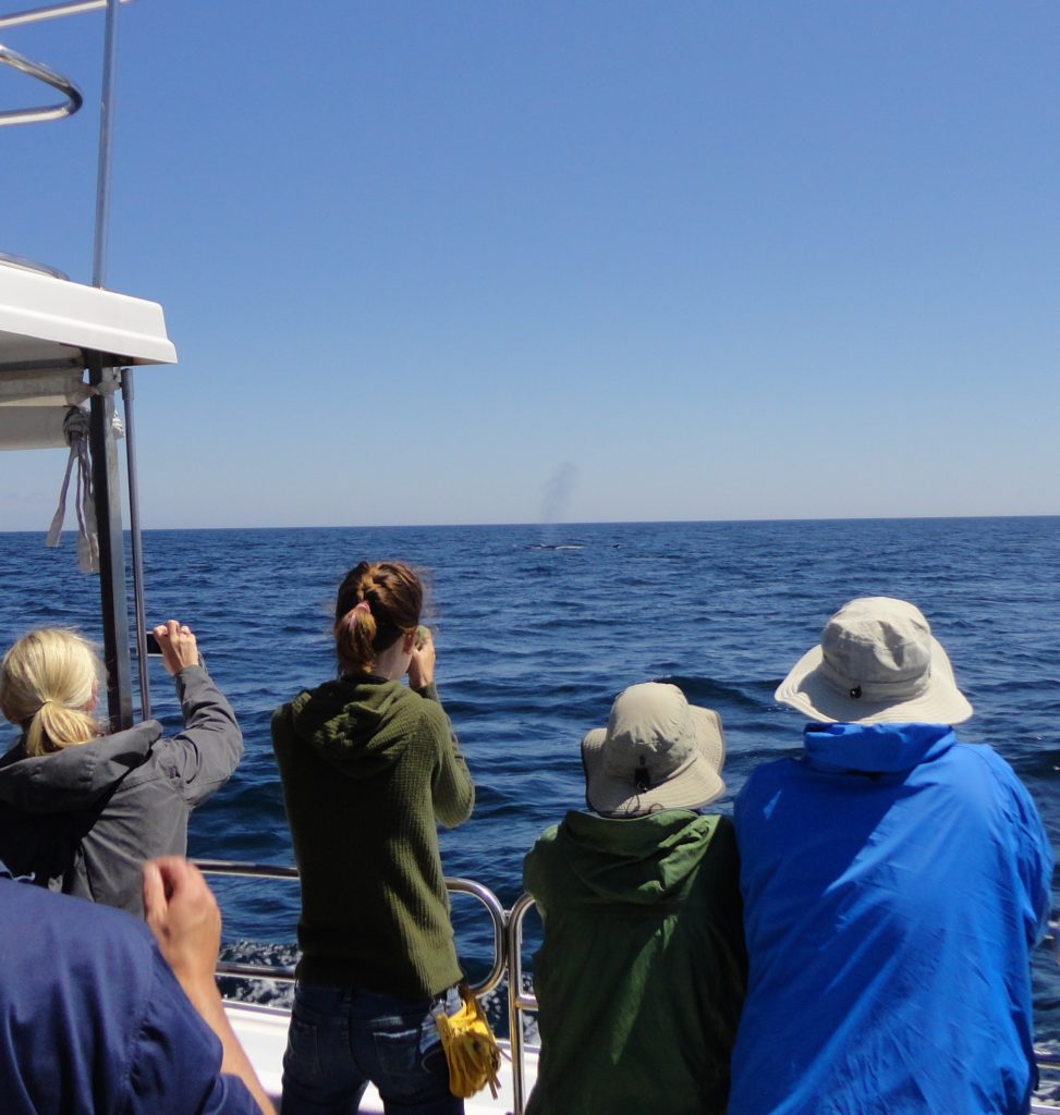 Lunenburg whale watching