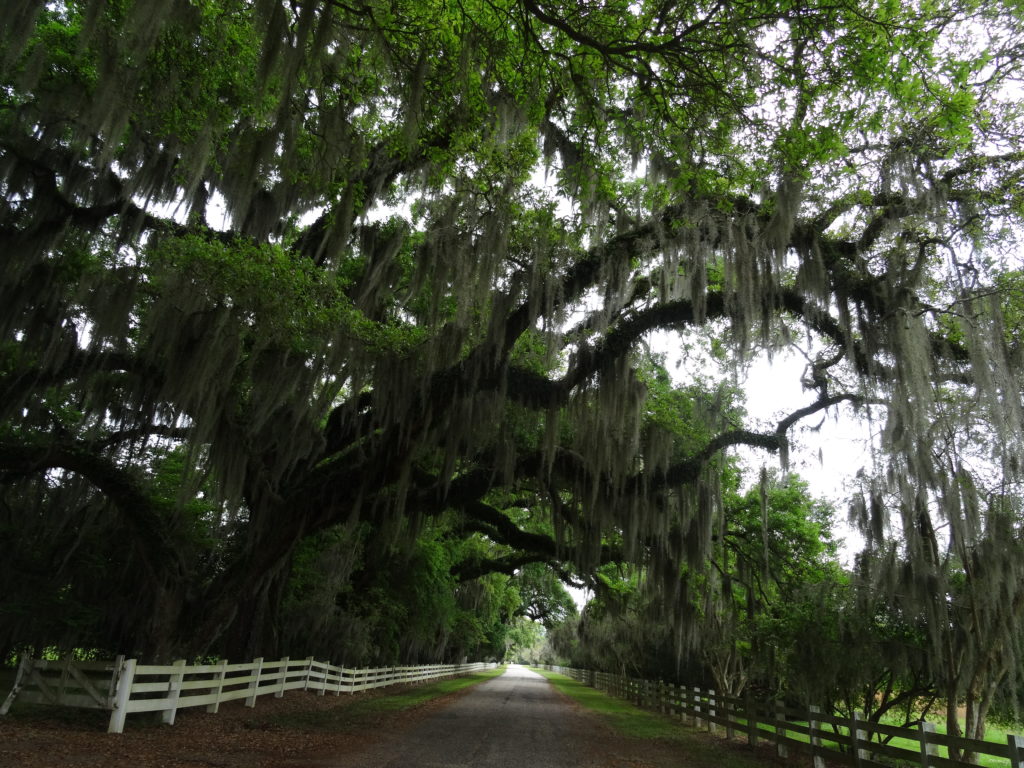 Rosedown Plantation State Historic Site, St. Francisville