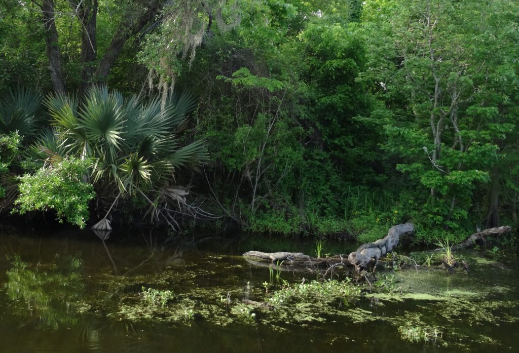 Swamp tour, St. John the Baptist Parish, Louisiana