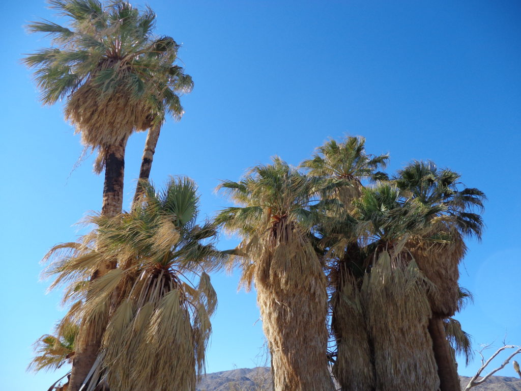 Oasis of Mara, Joshua Tree National Park