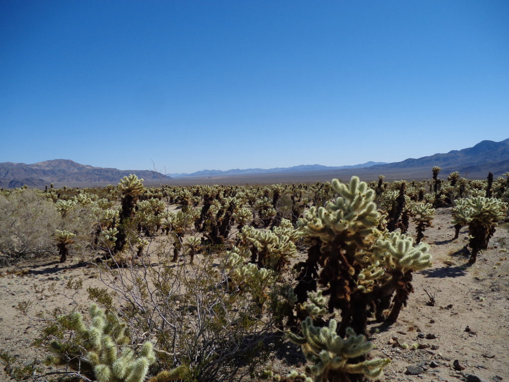 Cholla Cactus Garden, Joshua Tree National Park